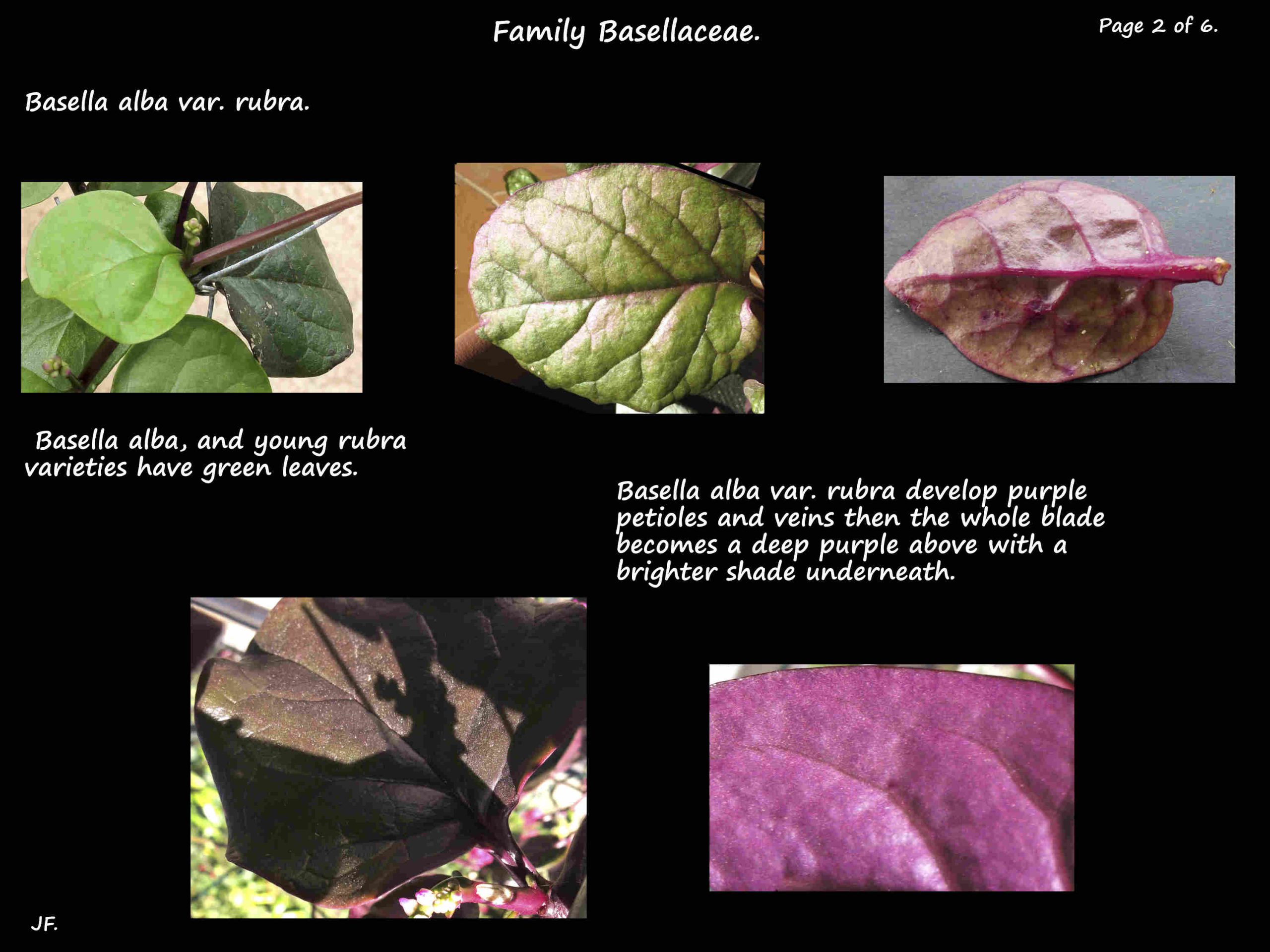 2 Basella alba leaves